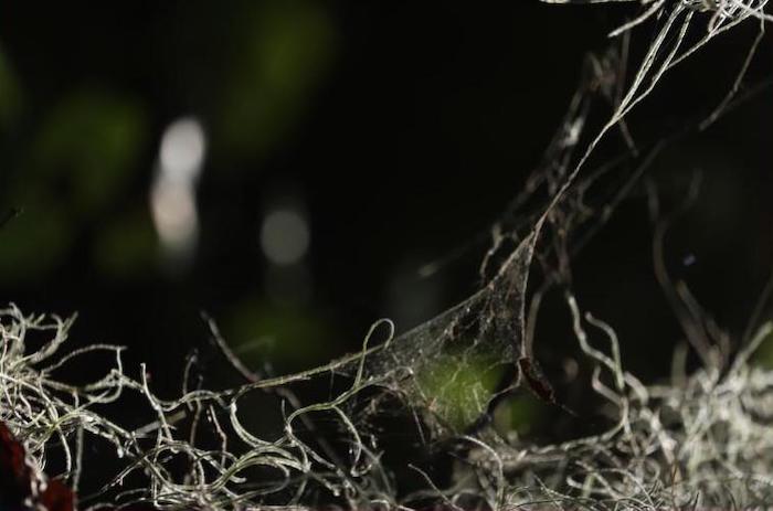 Spanish Moss and Web