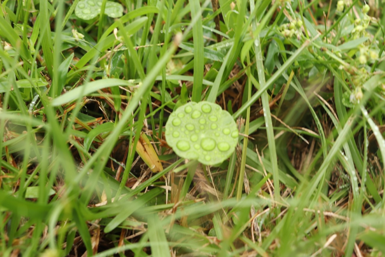 Raindrops on Small Green Plant and Grass